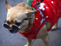 Dogs participate in the 34th Annual Halloween Dog Parade in Washington Square Park in lower Manhattan, New York, New York, U.S., on October...