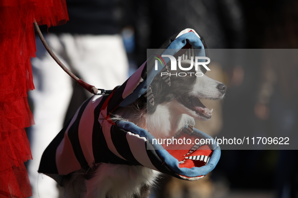 Dogs participate in the 34th Annual Halloween Dog Parade in Washington Square Park in lower Manhattan, New York, New York, U.S., on October...