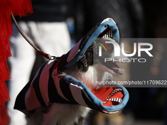 Dogs participate in the 34th Annual Halloween Dog Parade in Washington Square Park in lower Manhattan, New York, New York, U.S., on October...