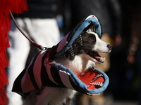 Dogs participate in the 34th Annual Halloween Dog Parade in Washington Square Park in lower Manhattan, New York, New York, U.S., on October...