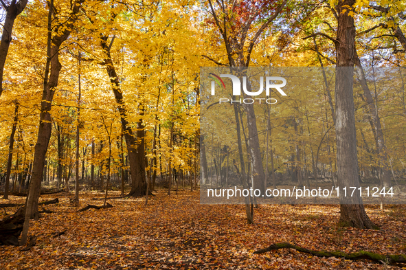 Vivid fall colors illuminate Schiller Woods near Che-Che-Pin-Qua in Chicago, Illinois, on October 26, 2024, showcasing an array of hiking tr...