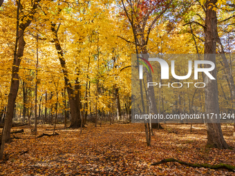 Vivid fall colors illuminate Schiller Woods near Che-Che-Pin-Qua in Chicago, Illinois, on October 26, 2024, showcasing an array of hiking tr...