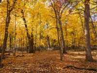 Vivid fall colors illuminate Schiller Woods near Che-Che-Pin-Qua in Chicago, Illinois, on October 26, 2024, showcasing an array of hiking tr...