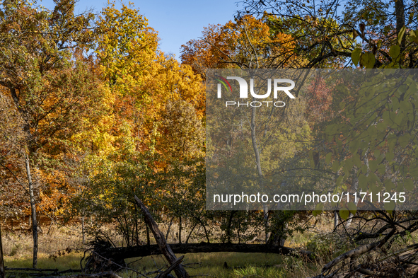 Vivid fall colors illuminate Schiller Woods near Che-Che-Pin-Qua in Chicago, Illinois, on October 26, 2024, showcasing an array of hiking tr...