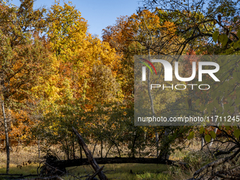 Vivid fall colors illuminate Schiller Woods near Che-Che-Pin-Qua in Chicago, Illinois, on October 26, 2024, showcasing an array of hiking tr...