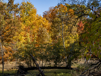 Vivid fall colors illuminate Schiller Woods near Che-Che-Pin-Qua in Chicago, Illinois, on October 26, 2024, showcasing an array of hiking tr...