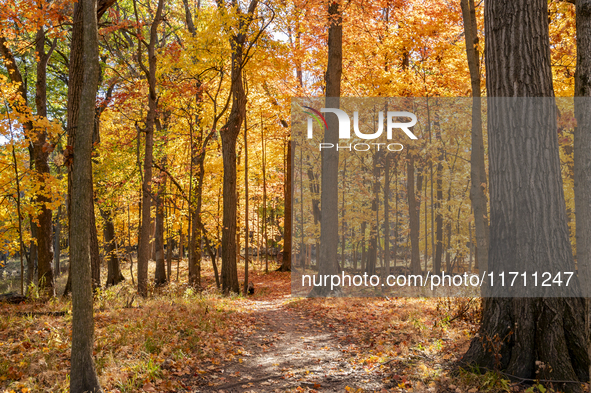 Vivid Fall Colors Illuminate Schiller Woods Near Che-Che-Pin-Qua In Chicago, Illinois, On October 26, 2024, Showcasing An Array Of Hiking Tr...