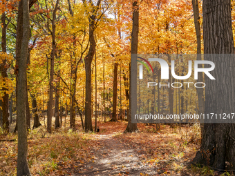 Vivid Fall Colors Illuminate Schiller Woods Near Che-Che-Pin-Qua In Chicago, Illinois, On October 26, 2024, Showcasing An Array Of Hiking Tr...