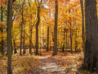 Vivid Fall Colors Illuminate Schiller Woods Near Che-Che-Pin-Qua In Chicago, Illinois, On October 26, 2024, Showcasing An Array Of Hiking Tr...