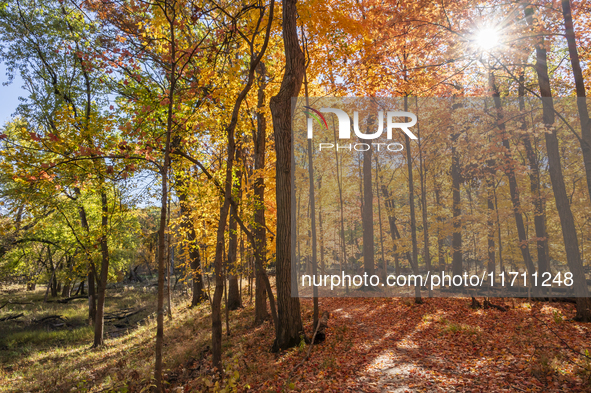 Vivid Fall Colors Illuminate Schiller Woods Near Che-Che-Pin-Qua In Chicago, Illinois, On October 26, 2024, Showcasing An Array Of Hiking Tr...