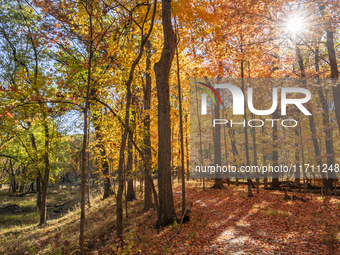 Vivid Fall Colors Illuminate Schiller Woods Near Che-Che-Pin-Qua In Chicago, Illinois, On October 26, 2024, Showcasing An Array Of Hiking Tr...