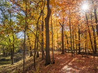 Vivid Fall Colors Illuminate Schiller Woods Near Che-Che-Pin-Qua In Chicago, Illinois, On October 26, 2024, Showcasing An Array Of Hiking Tr...