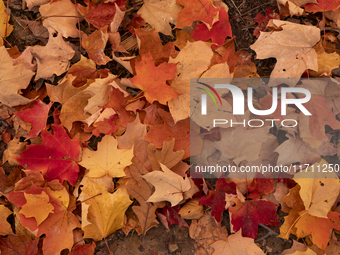 Vivid Fall Colors Illuminate Schiller Woods Near Che-Che-Pin-Qua In Chicago, Illinois, On October 26, 2024, Showcasing An Array Of Hiking Tr...