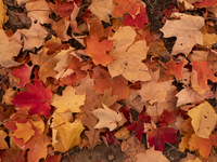 Vivid Fall Colors Illuminate Schiller Woods Near Che-Che-Pin-Qua In Chicago, Illinois, On October 26, 2024, Showcasing An Array Of Hiking Tr...