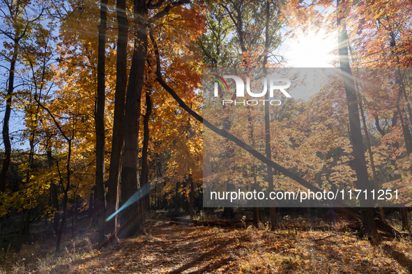 Vivid Fall Colors Illuminate Schiller Woods Near Che-Che-Pin-Qua In Chicago, Illinois, On October 26, 2024, Showcasing An Array Of Hiking Tr...