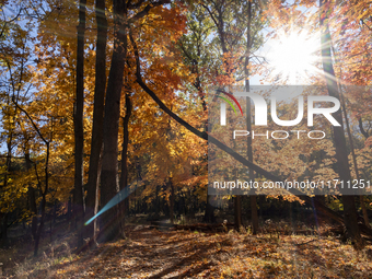 Vivid Fall Colors Illuminate Schiller Woods Near Che-Che-Pin-Qua In Chicago, Illinois, On October 26, 2024, Showcasing An Array Of Hiking Tr...