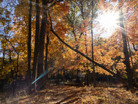 Vivid Fall Colors Illuminate Schiller Woods Near Che-Che-Pin-Qua In Chicago, Illinois, On October 26, 2024, Showcasing An Array Of Hiking Tr...