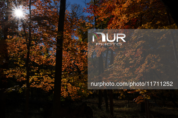 Vivid Fall Colors Illuminate Schiller Woods Near Che-Che-Pin-Qua In Chicago, Illinois, On October 26, 2024, Showcasing An Array Of Hiking Tr...