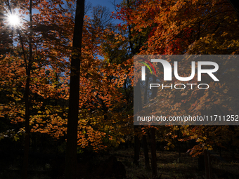 Vivid Fall Colors Illuminate Schiller Woods Near Che-Che-Pin-Qua In Chicago, Illinois, On October 26, 2024, Showcasing An Array Of Hiking Tr...