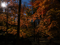 Vivid Fall Colors Illuminate Schiller Woods Near Che-Che-Pin-Qua In Chicago, Illinois, On October 26, 2024, Showcasing An Array Of Hiking Tr...