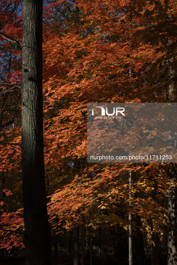 Vivid Fall Colors Illuminate Schiller Woods Near Che-Che-Pin-Qua In Chicago, Illinois, On October 26, 2024, Showcasing An Array Of Hiking Tr...