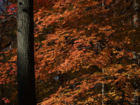 Vivid Fall Colors Illuminate Schiller Woods Near Che-Che-Pin-Qua In Chicago, Illinois, On October 26, 2024, Showcasing An Array Of Hiking Tr...