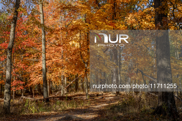 Vivid Fall Colors Illuminate Schiller Woods Near Che-Che-Pin-Qua In Chicago, Illinois, On October 26, 2024, Showcasing An Array Of Hiking Tr...