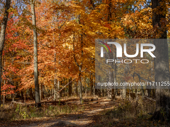 Vivid Fall Colors Illuminate Schiller Woods Near Che-Che-Pin-Qua In Chicago, Illinois, On October 26, 2024, Showcasing An Array Of Hiking Tr...