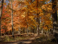 Vivid Fall Colors Illuminate Schiller Woods Near Che-Che-Pin-Qua In Chicago, Illinois, On October 26, 2024, Showcasing An Array Of Hiking Tr...