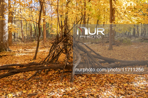 Vivid Fall Colors Illuminate Schiller Woods Near Che-Che-Pin-Qua In Chicago, Illinois, On October 26, 2024, Showcasing An Array Of Hiking Tr...