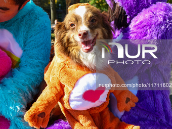 Kuna, a Minianzi, is all dressed up with the owners posing for a photo during the Washington Square Park Halloween Dog Parade in New York, N...