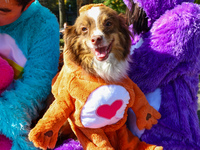 Kuna, a Minianzi, is all dressed up with the owners posing for a photo during the Washington Square Park Halloween Dog Parade in New York, N...