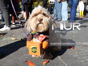 A Havanese is dressed as a UPS delivery person and poses for a photo during the Washington Square Park Halloween Dog Parade in New York, N.Y...