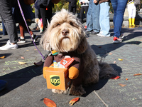 A Havanese is dressed as a UPS delivery person and poses for a photo during the Washington Square Park Halloween Dog Parade in New York, N.Y...