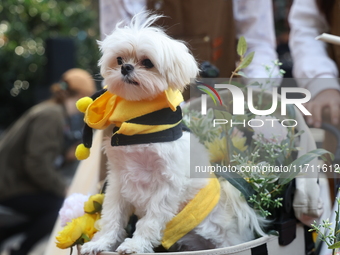 A dog in a stroller is dressed as a bumblebee during the Washington Square Park Halloween Dog Parade in New York, N.Y., on October 26, 2024....