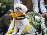 A dog in a stroller is dressed as a bumblebee during the Washington Square Park Halloween Dog Parade in New York, N.Y., on October 26, 2024....