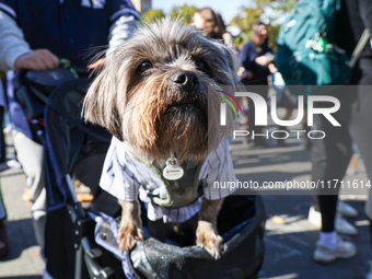 A dog dressed in a New York Yankees outfit is driven in a stroller during the Washington Square Park Halloween Dog Parade in New York, N.Y.,...