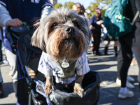 A dog dressed in a New York Yankees outfit is driven in a stroller during the Washington Square Park Halloween Dog Parade in New York, N.Y.,...