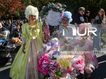 Tiny NYC Cuties, dressed in Baroque style with big gowns, big hair, and corsets, win first prize in the Washington Square Park Halloween Dog...