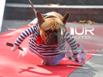 A French Bulldog is an aspiring artist for the Washington Square Park Halloween Dog Parade in New York, N.Y., on October 26, 2024. (