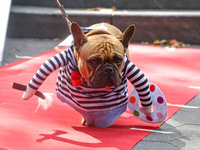 A French Bulldog is an aspiring artist for the Washington Square Park Halloween Dog Parade in New York, N.Y., on October 26, 2024. (