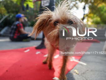 This dog gets too close to the paparazzi while walking the red carpet during the Washington Square Park Halloween Dog Parade in New York, N....