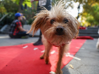 This dog gets too close to the paparazzi while walking the red carpet during the Washington Square Park Halloween Dog Parade in New York, N....