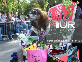 This dog looks dolled up for a night at the Met Gala at the museum during the Washington Square Park Halloween Dog Parade in New York, N.Y.,...