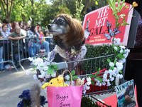 This dog looks dolled up for a night at the Met Gala at the museum during the Washington Square Park Halloween Dog Parade in New York, N.Y.,...