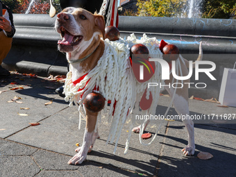 This dog is dressed as spaghetti and meatballs at the Washington Square Park Halloween Dog Parade in New York, N.Y., on October 26, 2024. (