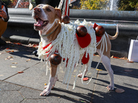 This dog is dressed as spaghetti and meatballs at the Washington Square Park Halloween Dog Parade in New York, N.Y., on October 26, 2024. (