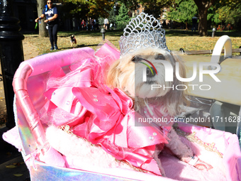 Rescue dog 89 is Glinda from Wicked and poses for a photo during the Washington Square Park Halloween Dog Parade in New York, N.Y., on Octob...