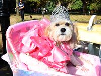 Rescue dog 89 is Glinda from Wicked and poses for a photo during the Washington Square Park Halloween Dog Parade in New York, N.Y., on Octob...