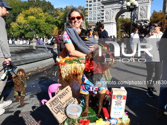 This dog is carted around as Jimmy Ruffett for the Washington Square Park Halloween Dog Parade in New York, N.Y., on October 26, 2024. (